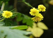 小雛菊花語|小雛菊的花語和寓意 象徵著什麼意思